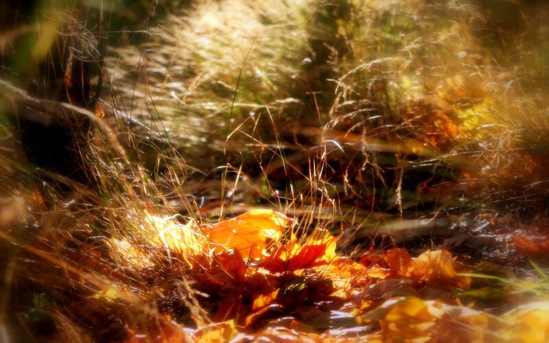 autumn leaves in sunlight