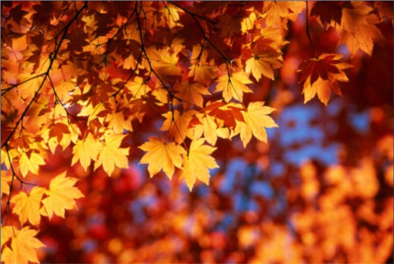Autumn leaves in sunlight