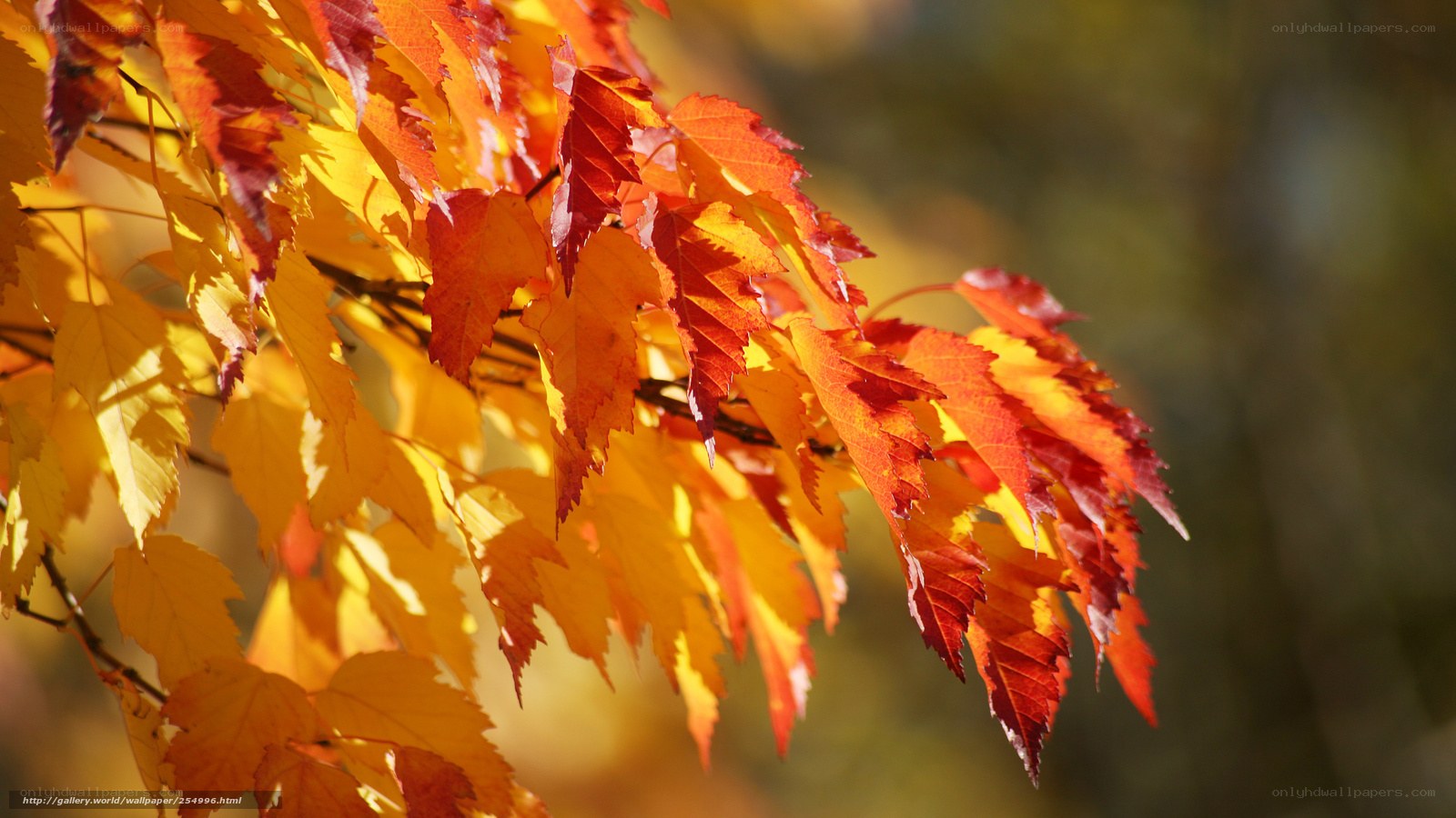autumn leaves in sunlight