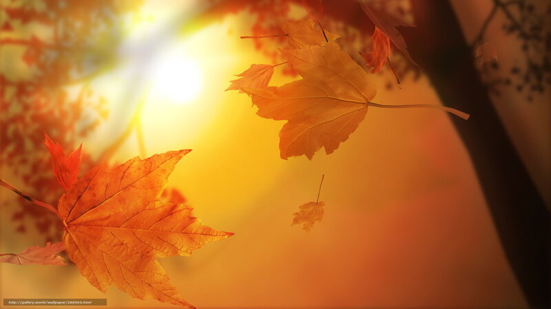 Autumn leaves in sunlight