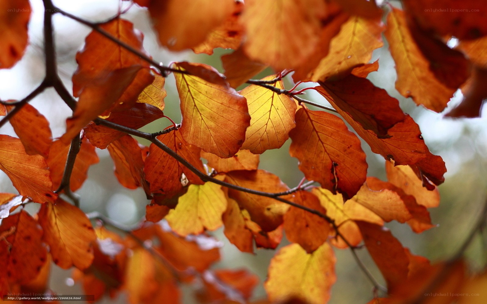 Autumn leaves in sunlight