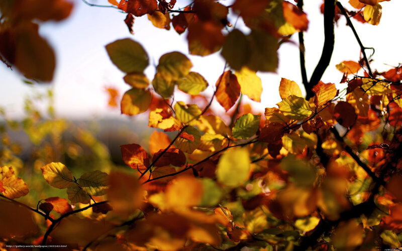Autumn leaves in sunlight