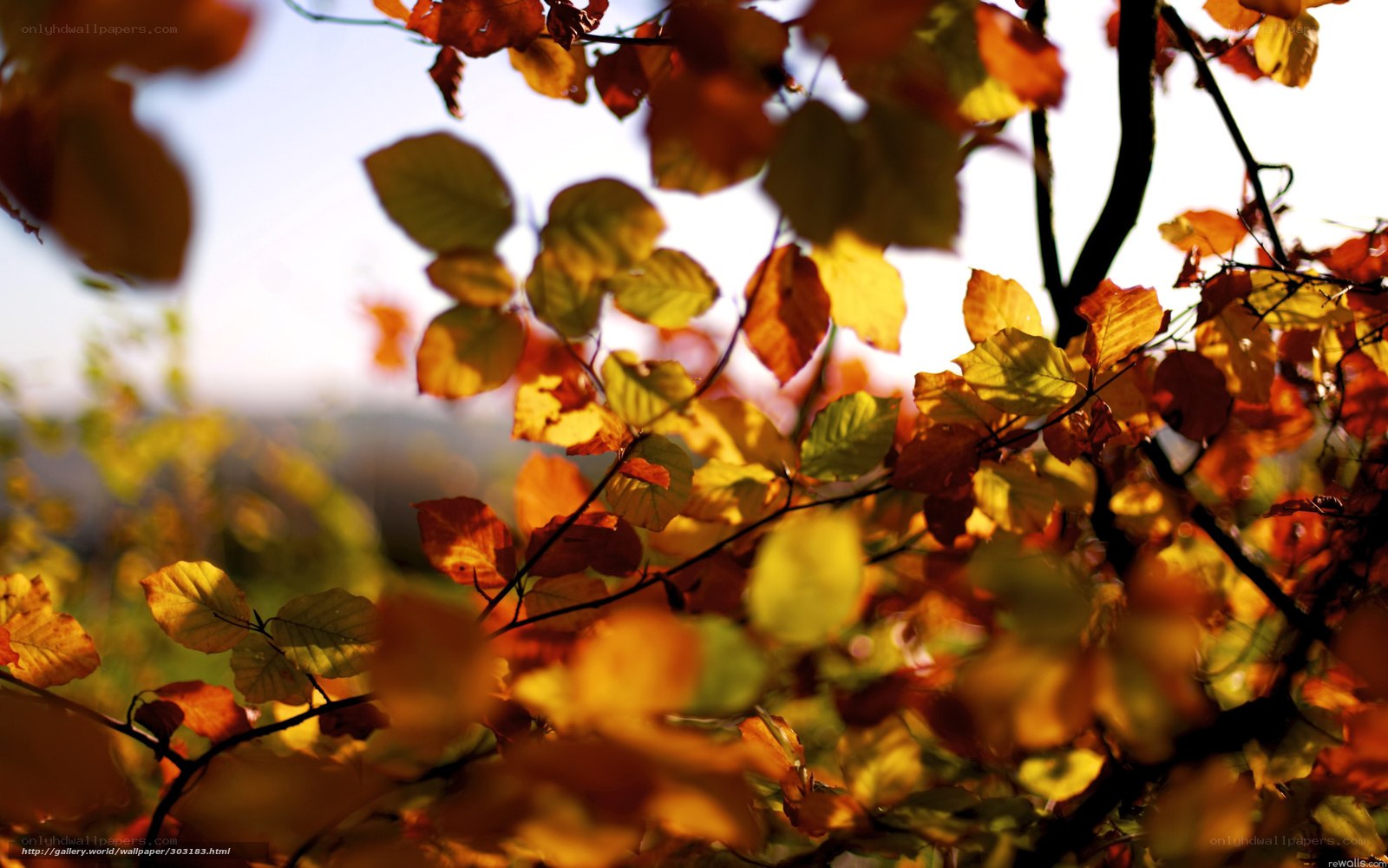 Autumn leaves in sunlight