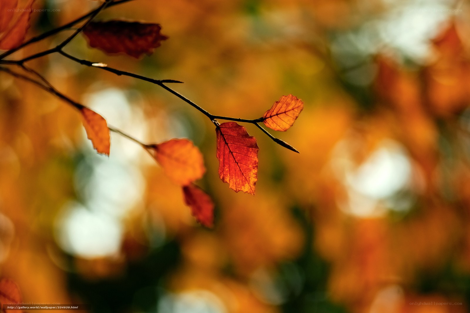 Autumn leaves in sunlight