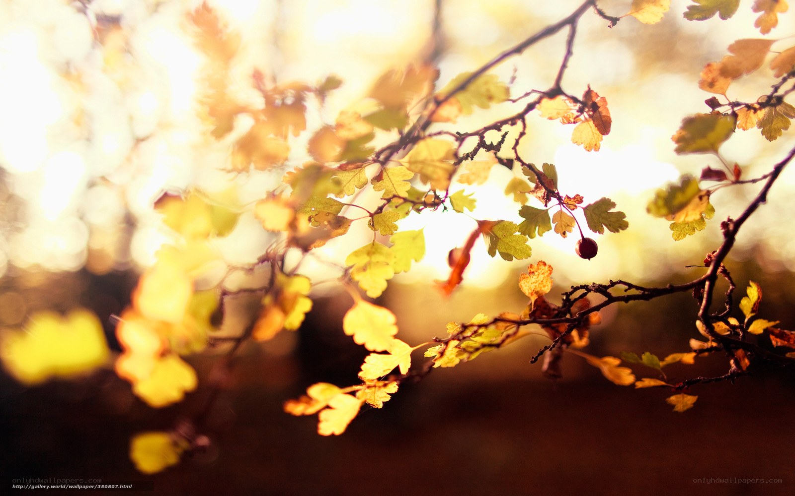 Autumn leaves in sunlight