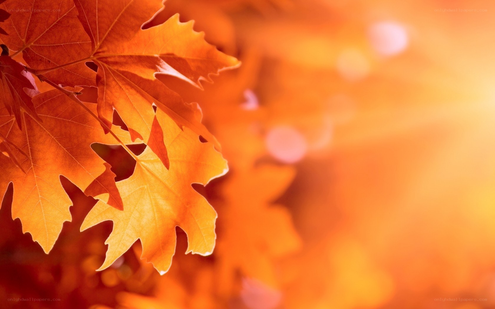 Autumn leaves in sunlight