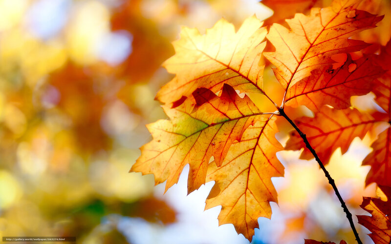 Autumn leaves in sunlight