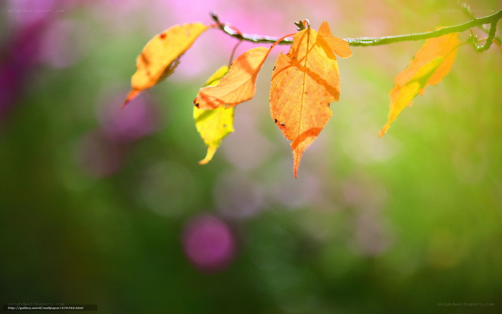 Autumn leaves in sunlight