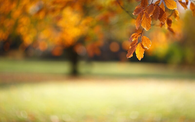 Autumn leaves in sunlight