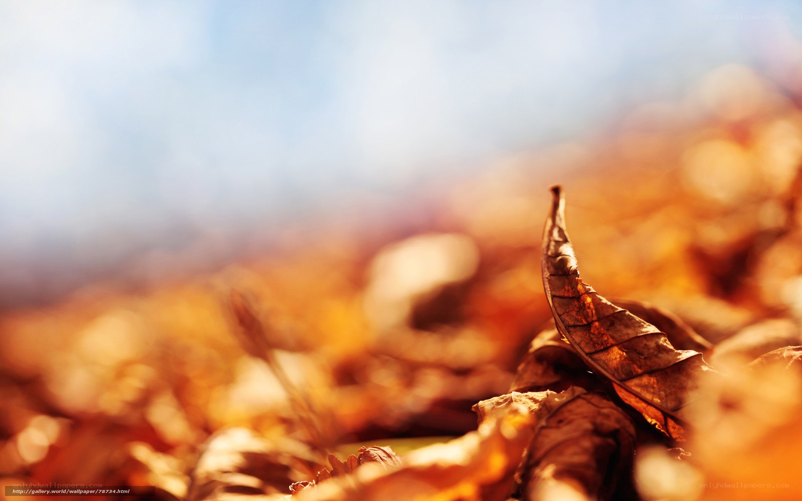 Autumn leaves in sunlight