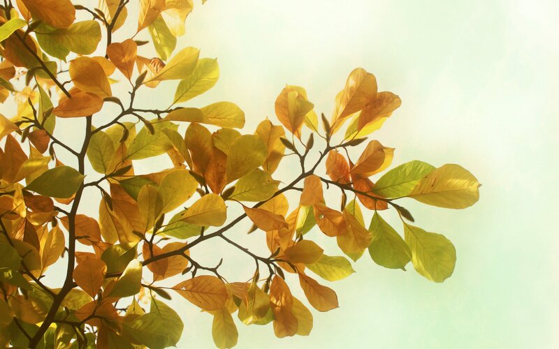 autumn leaves in sunlight