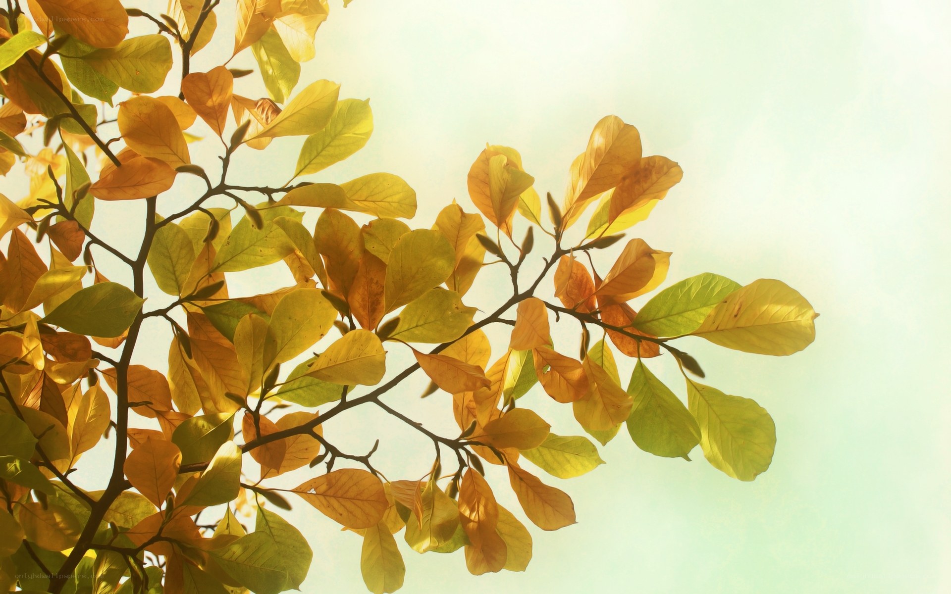 autumn leaves in sunlight
