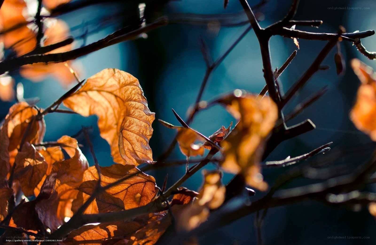 Autumn leaves in sunlight
