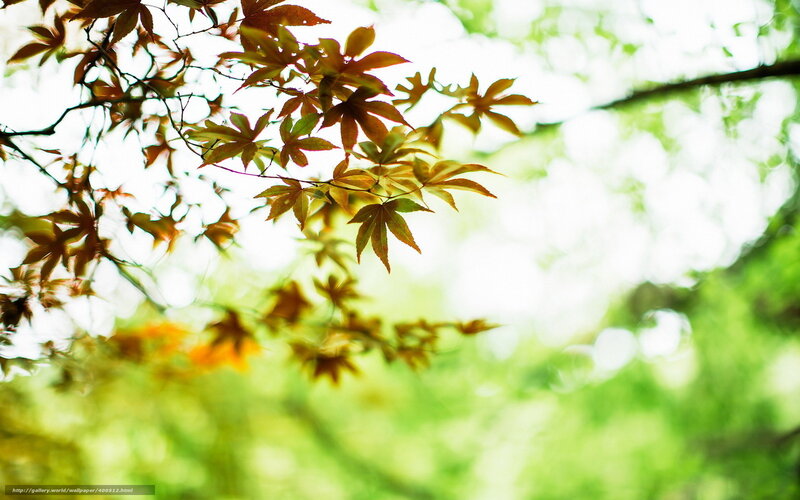 Autumn leaves in sunlight