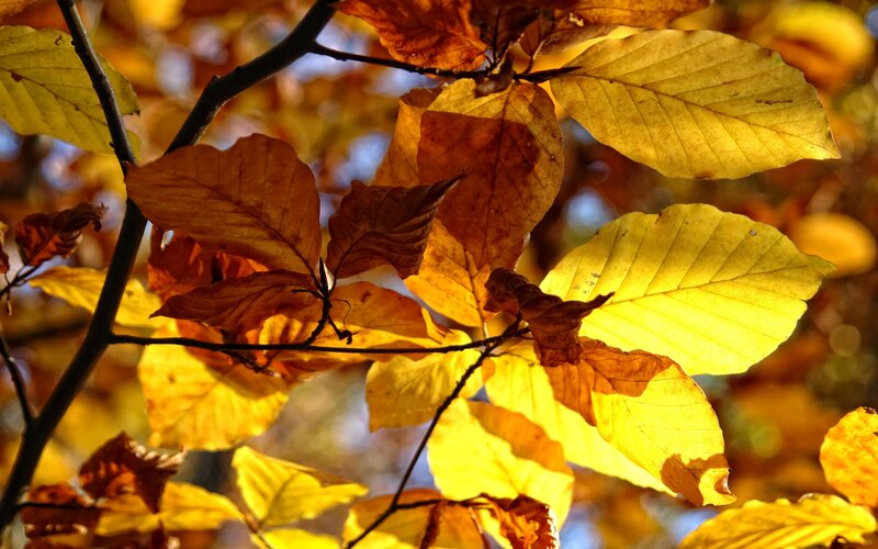 Autumn leaves in sunlight