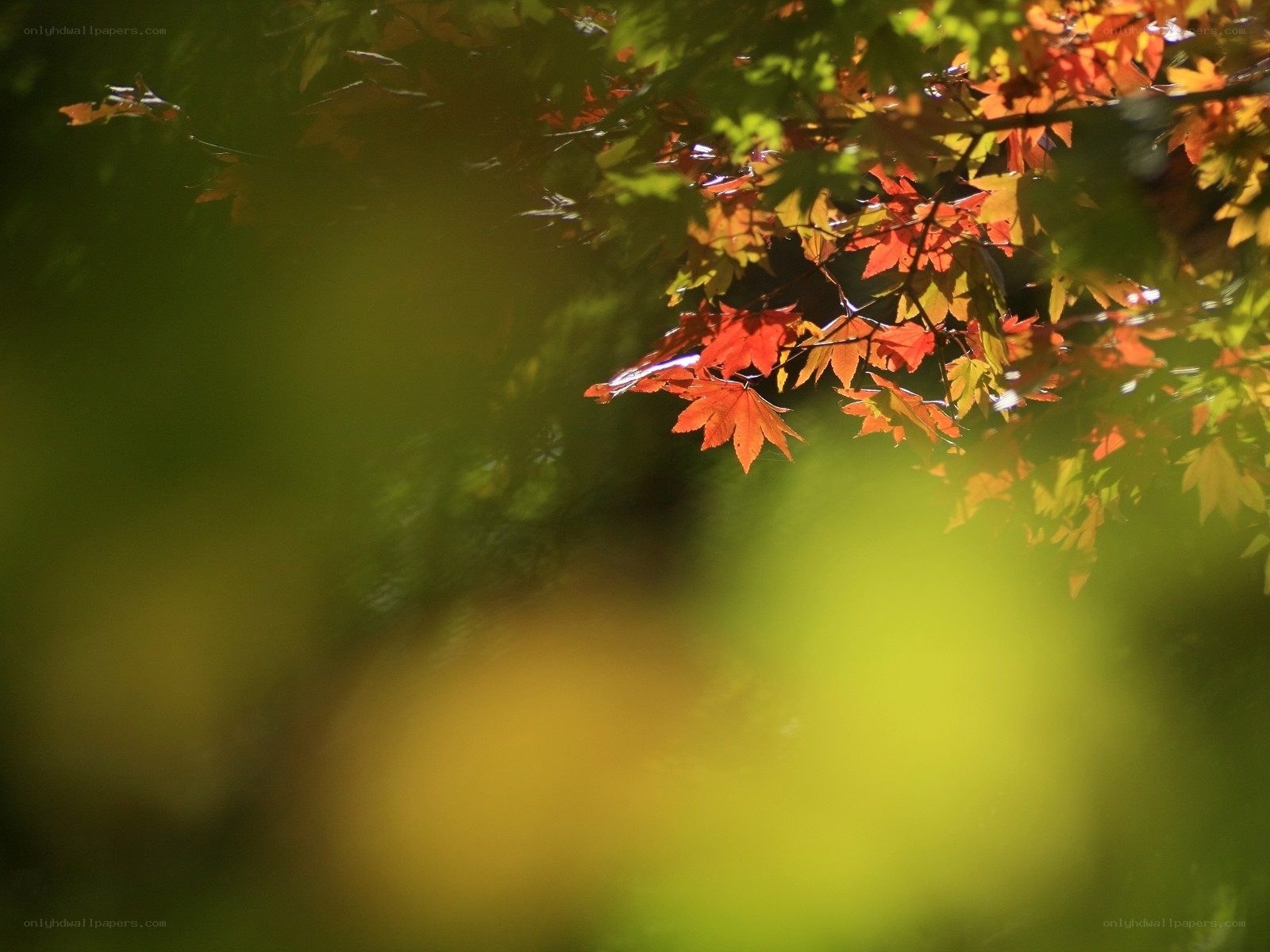 Autumn leaves in sunlight