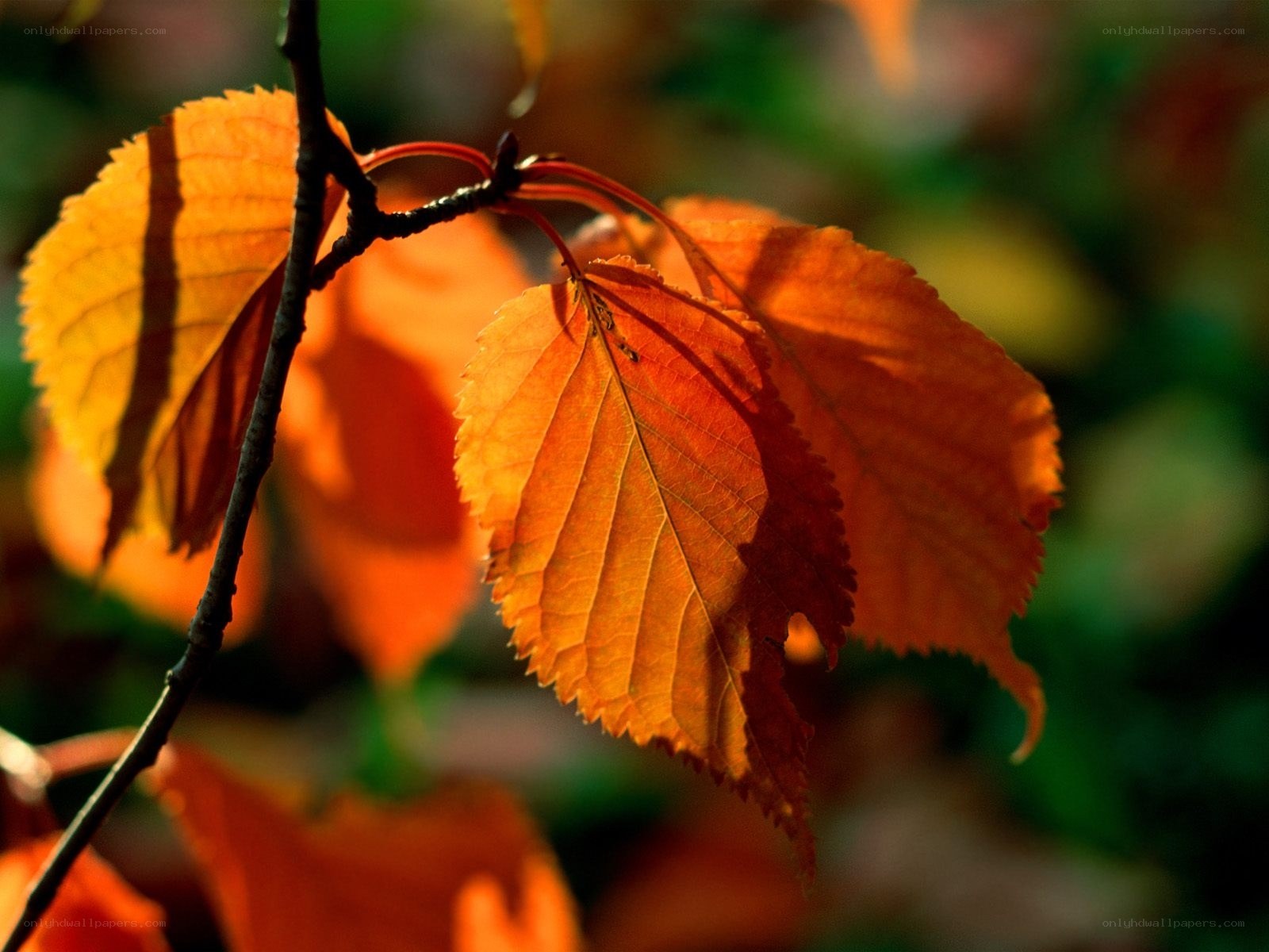 Autumn leaves in sunlight