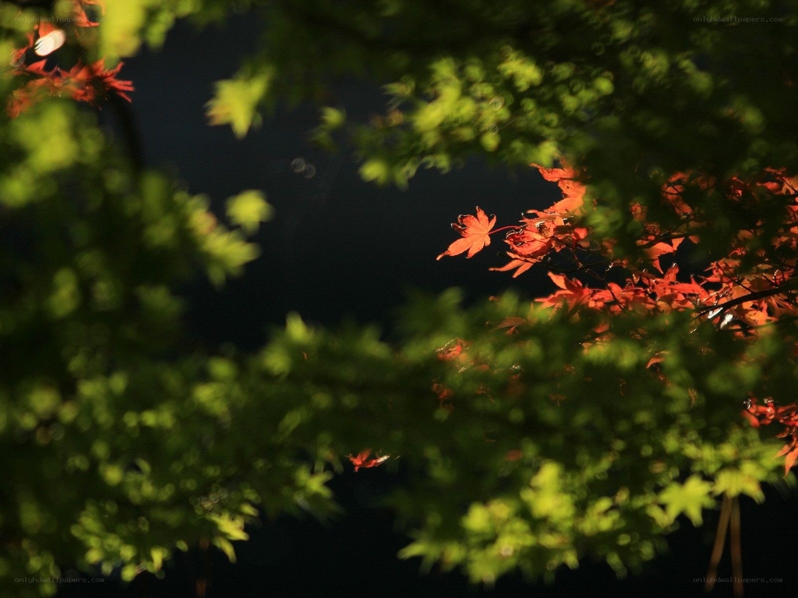 Autumn leaves in sunlight