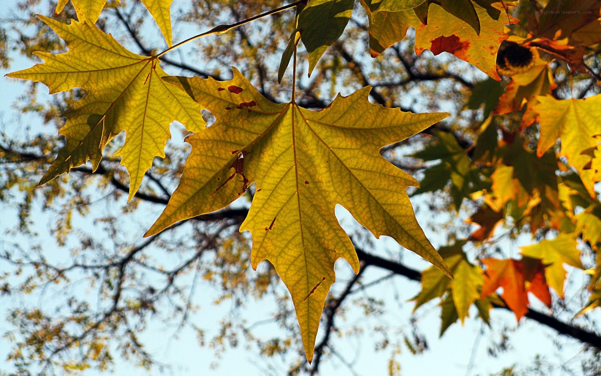 Autumn leaves in sunlight