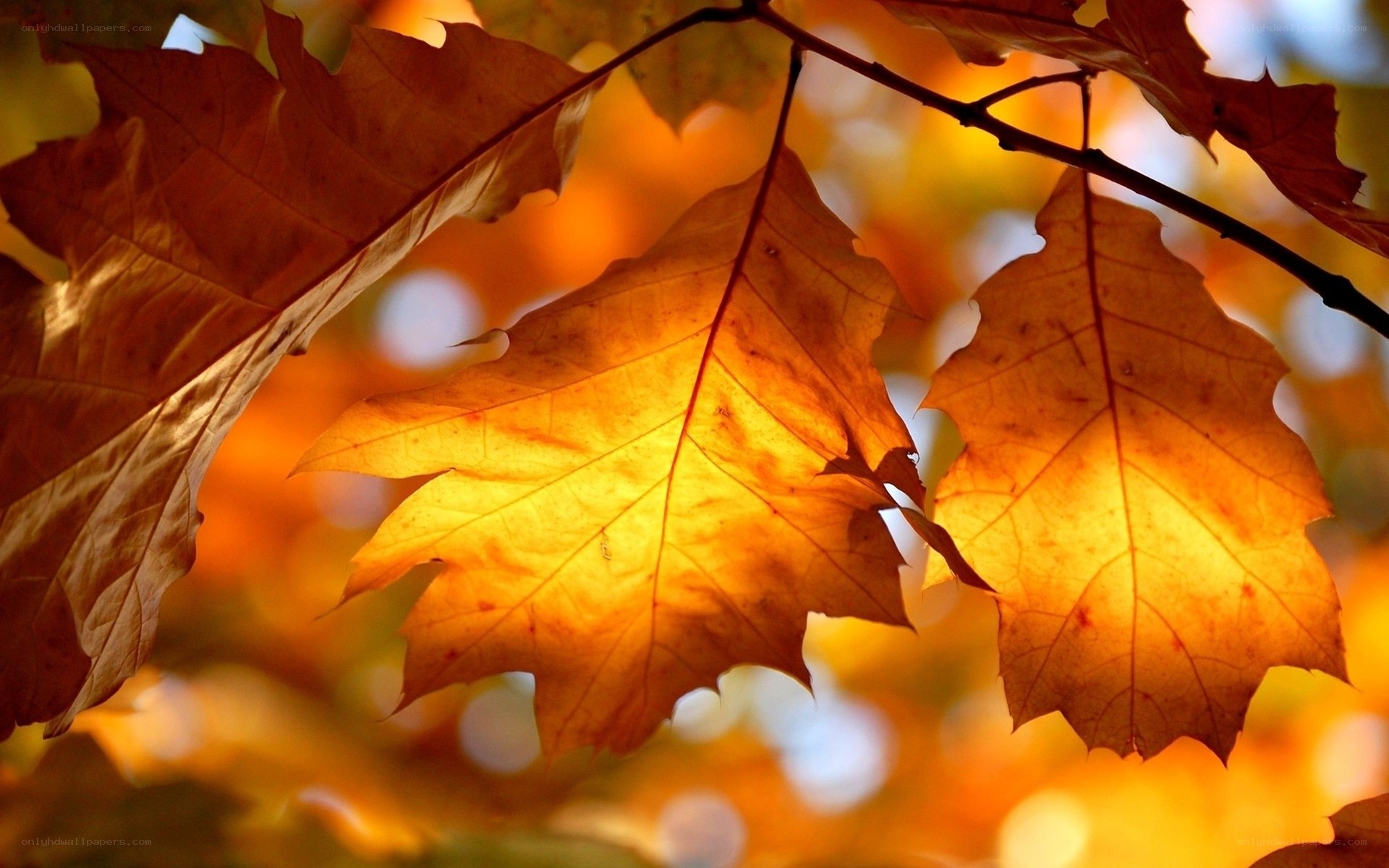 autumn leaves in sunlight