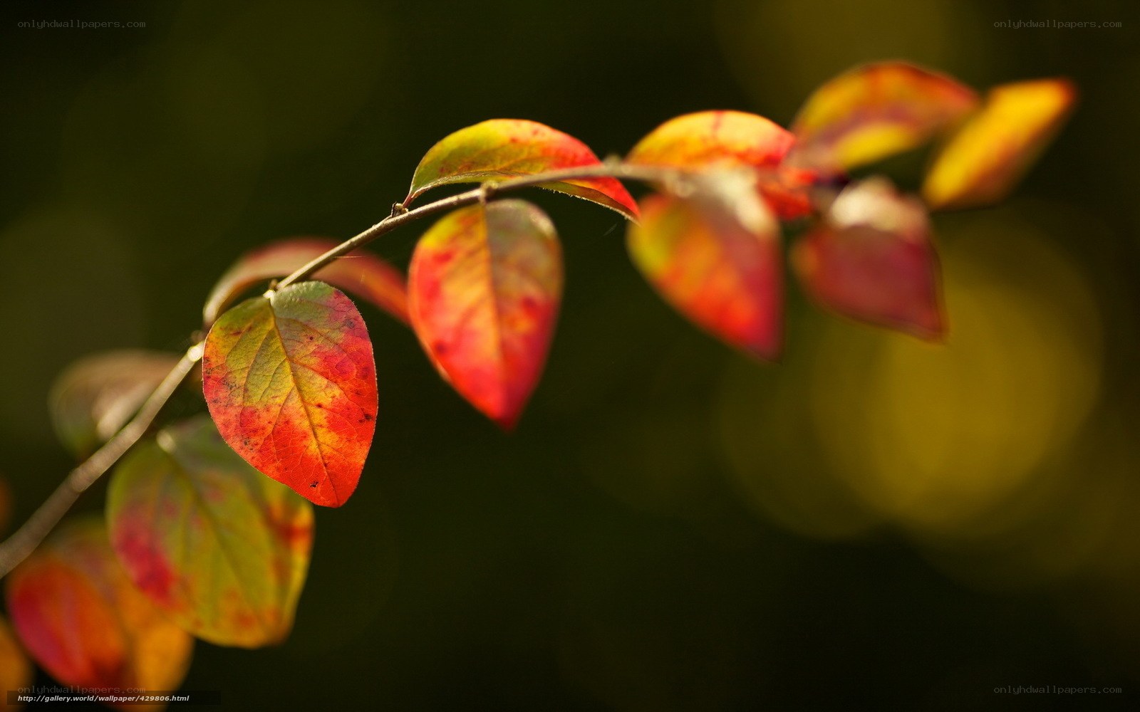 autumn leaves in sunlight