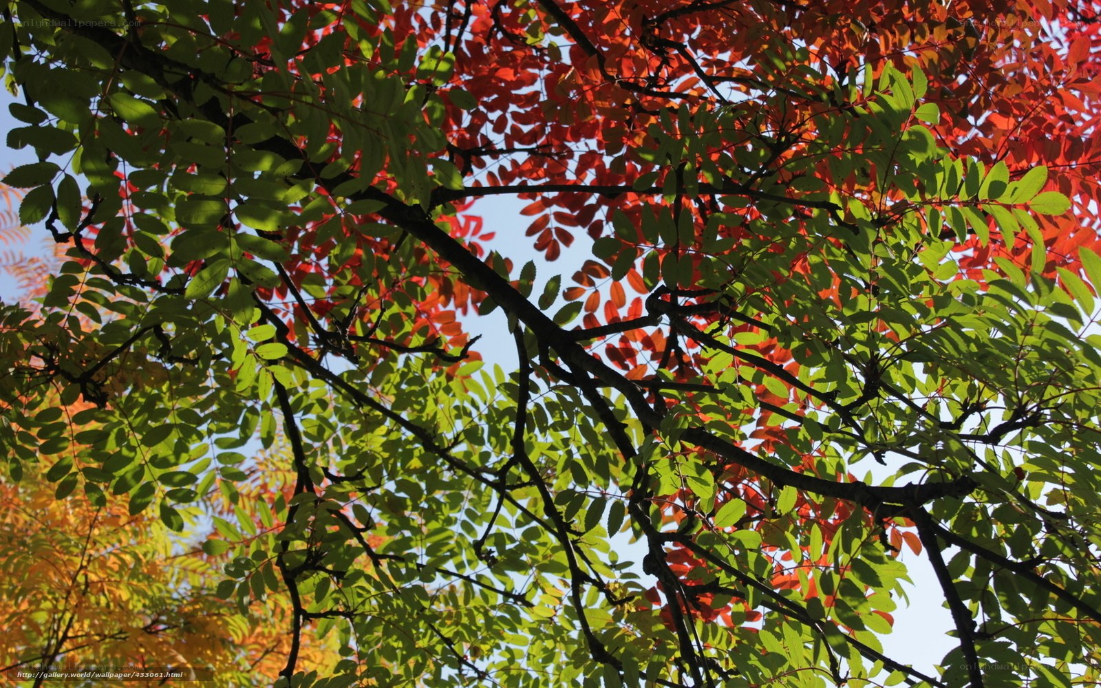 Autumn leaves in sunlight