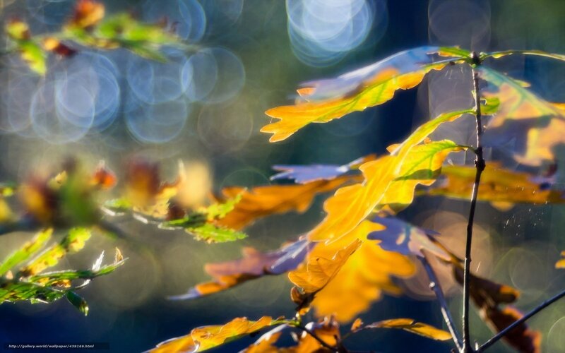 Autumn leaves in sunlight