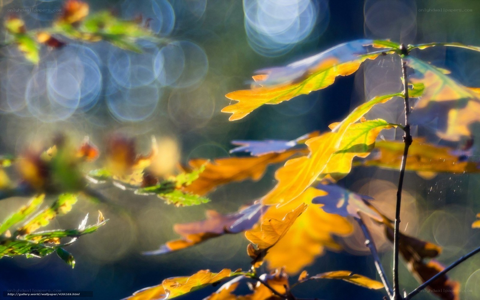 Autumn leaves in sunlight