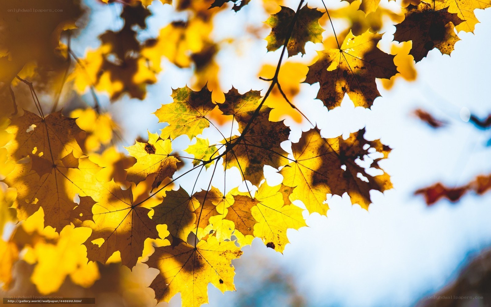 Autumn leaves in sunlight