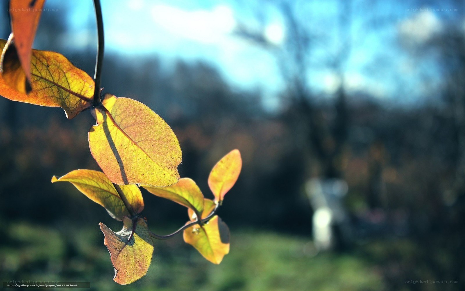 Autumn leaves in sunlight