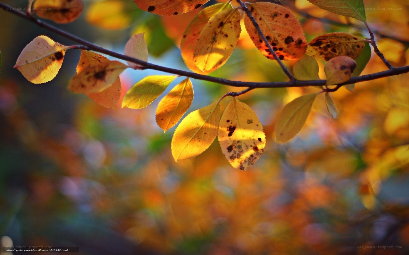 Autumn leaves in sunlight