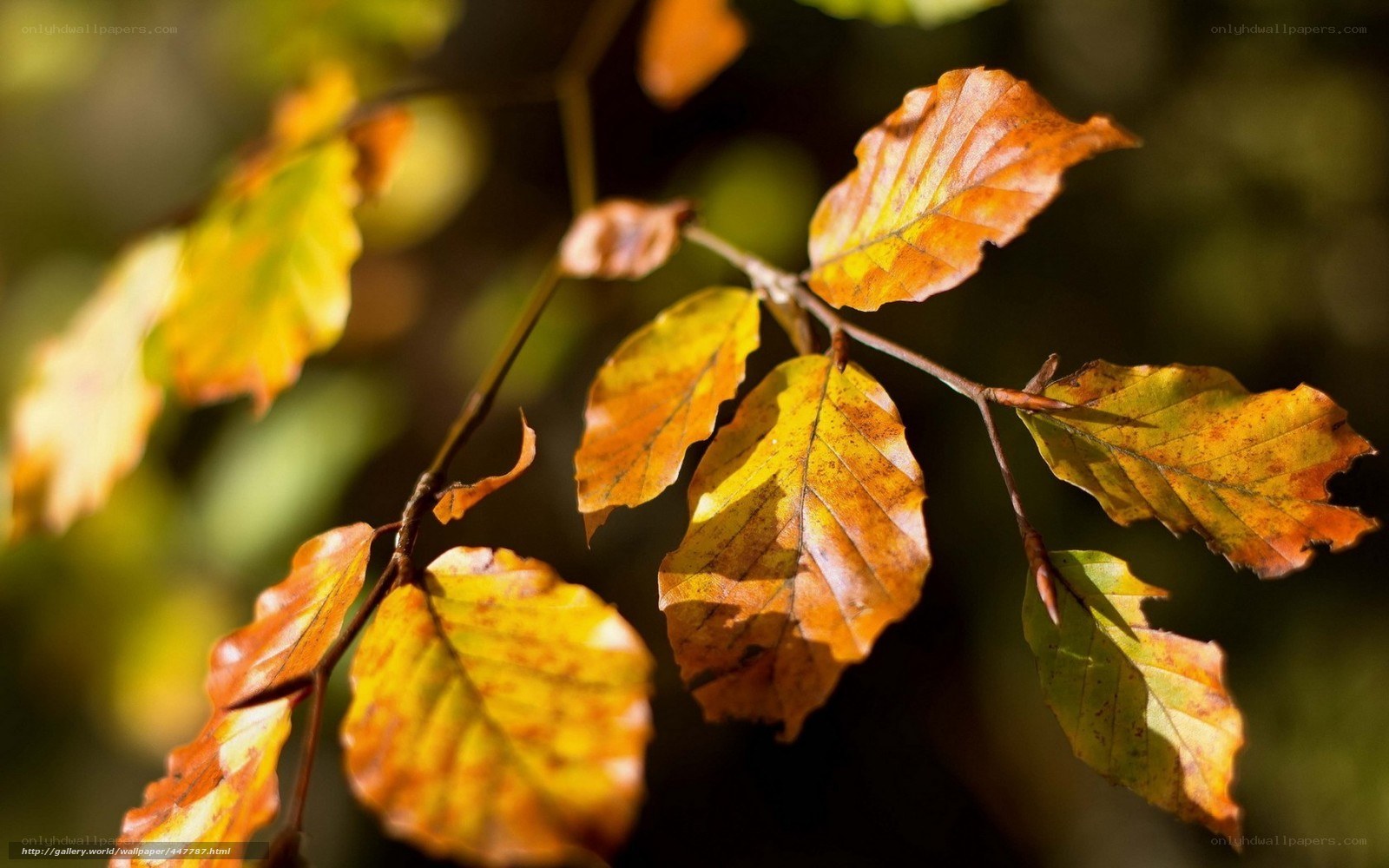 Autumn leaves in sunlight