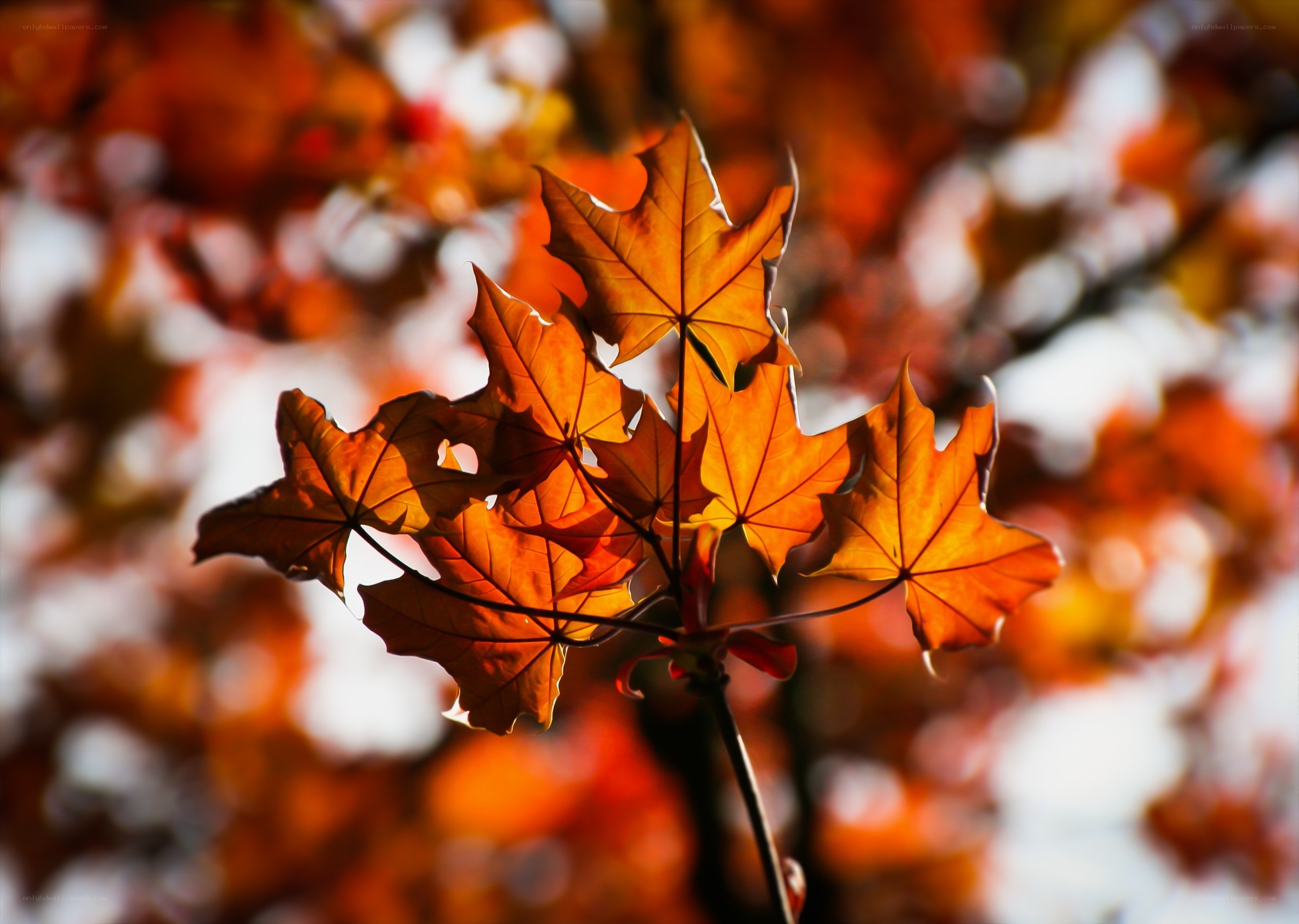 Autumn leaves in sunlight