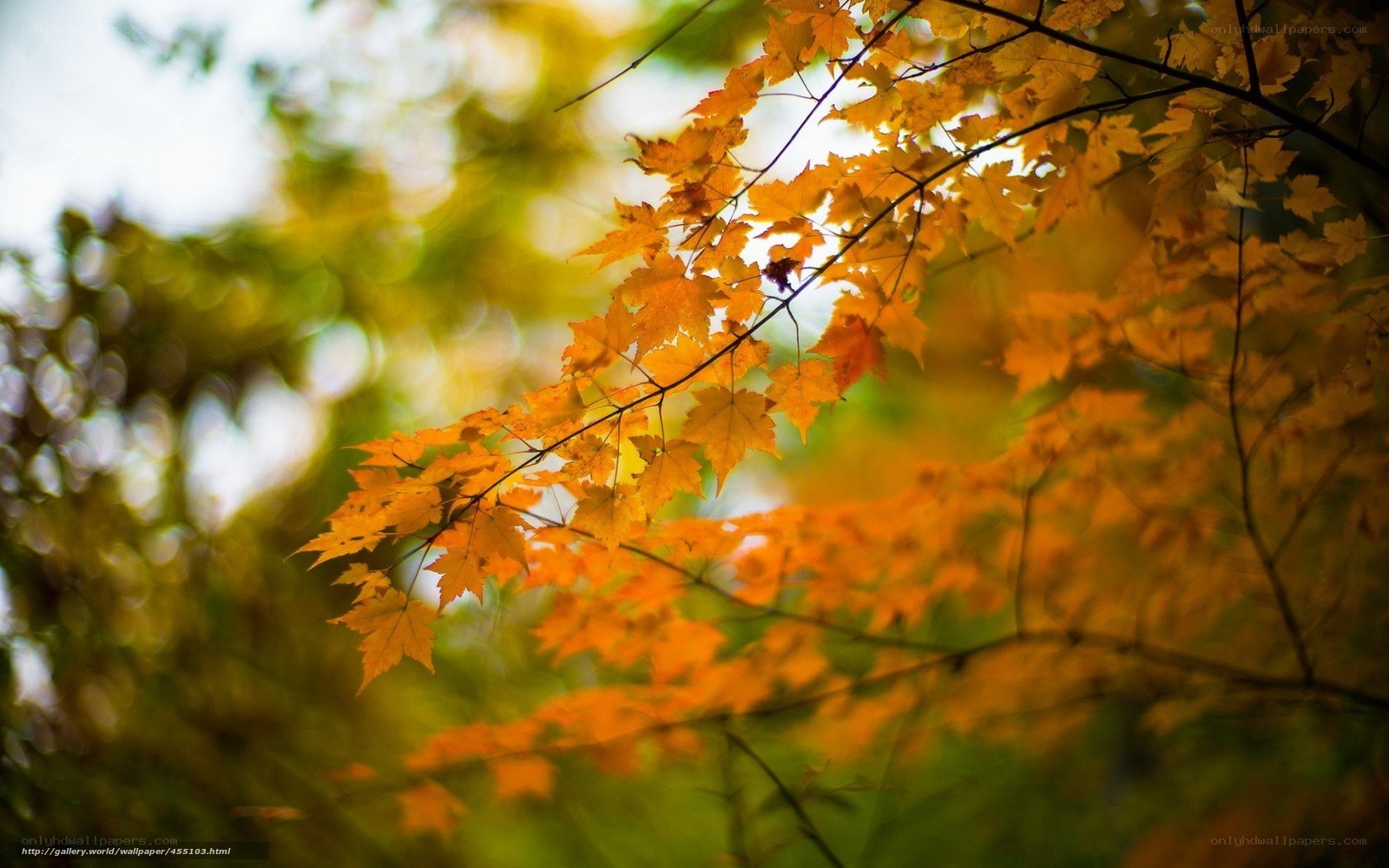Autumn leaves in sunlight