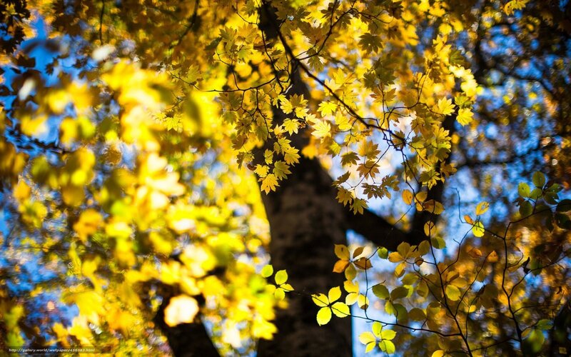 Autumn leaves in sunlight