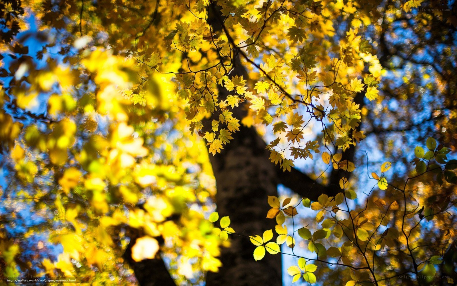 Autumn leaves in sunlight