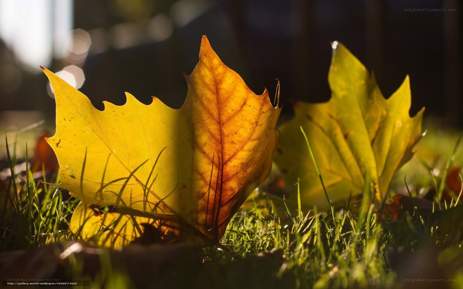 Autumn leaves in sunlight