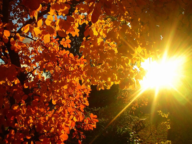 Autumn Leaves in Sunlight — Orange, Dramatic