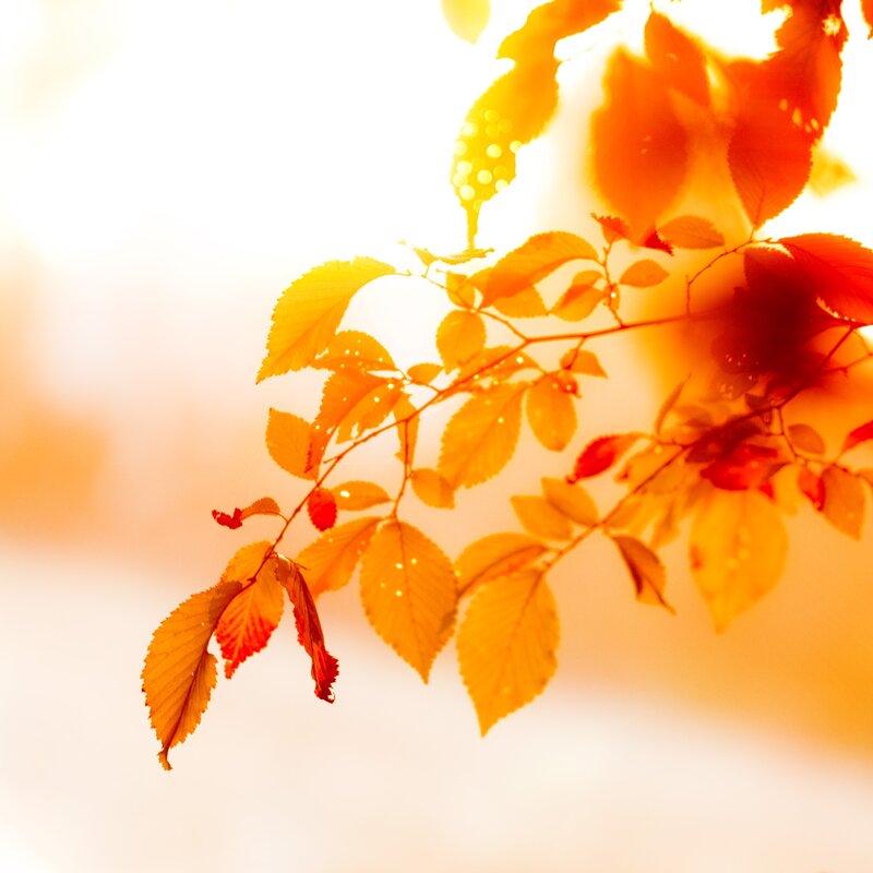 Autumn Leaves in Sunlight — Orange, Serene, Photograph, Branch