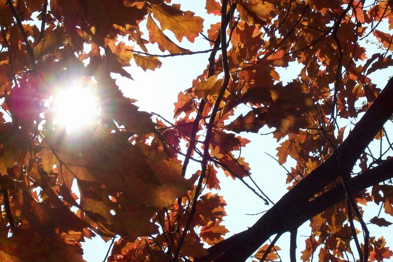 Autumn Leaves in Sunlight — Orange, Serene