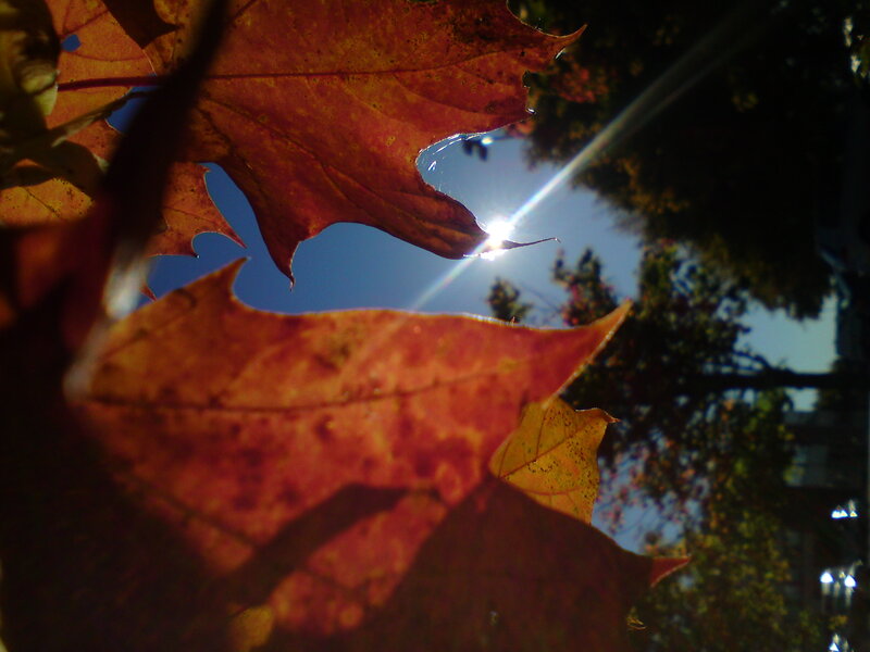 Autumn Leaves in Sunlight — Orange