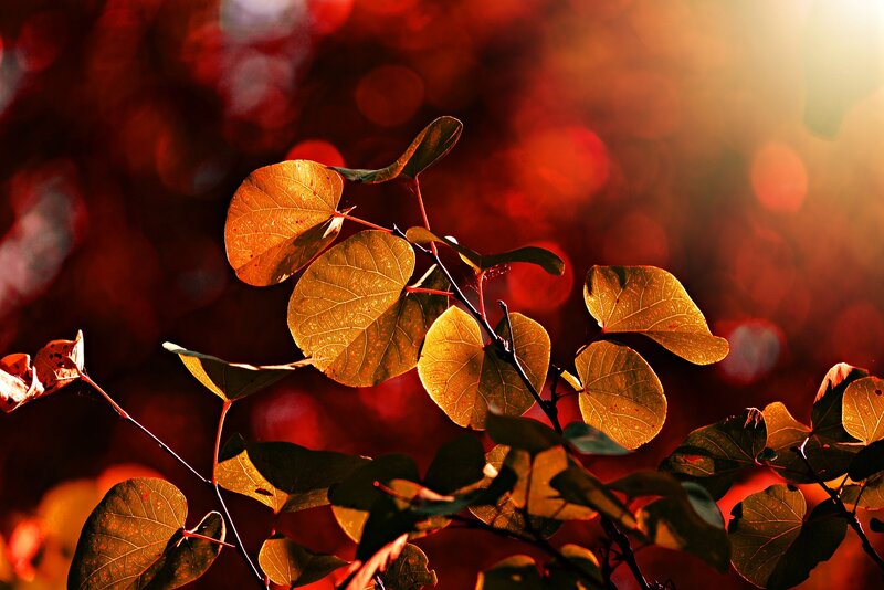 Autumn Leaves in Sunlight — Red, Dramatic, Photograph