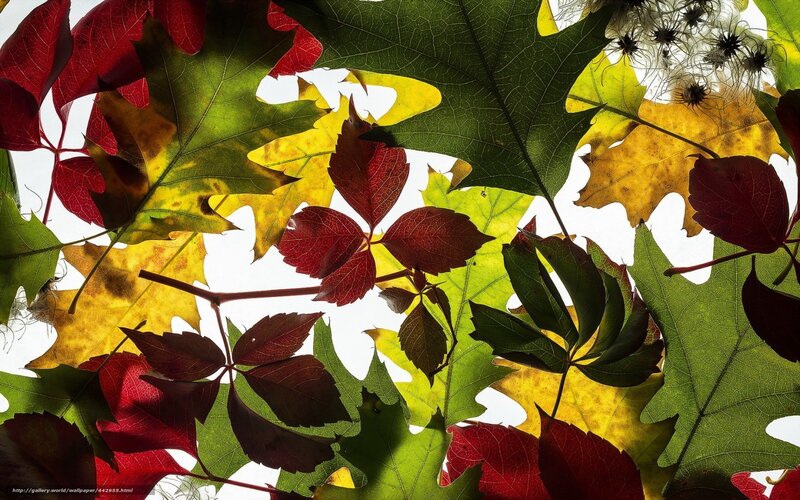 Autumn Leaves in Sunlight — Red, Dramatic