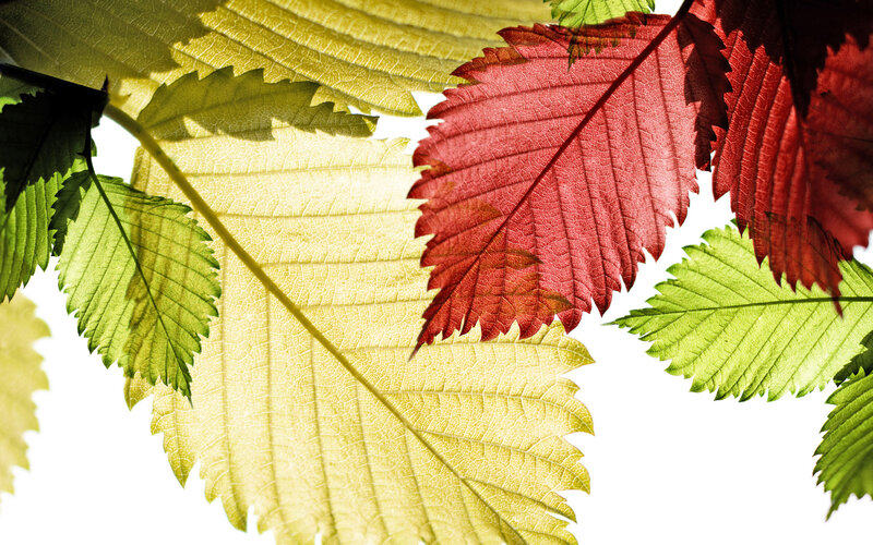 Autumn Leaves in Sunlight — Red, Serene
