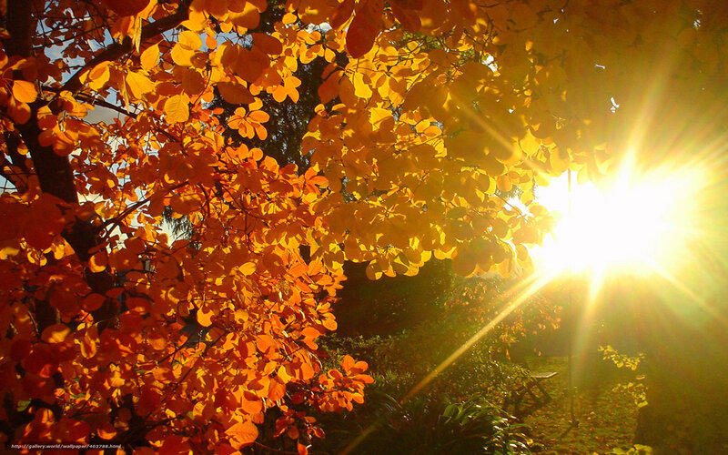 Autumn Leaves in Sunlight — Yellow, Dramatic, Photograph
