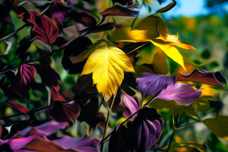 Autumn Leaves in Sunlight — Yellow, Dramatic