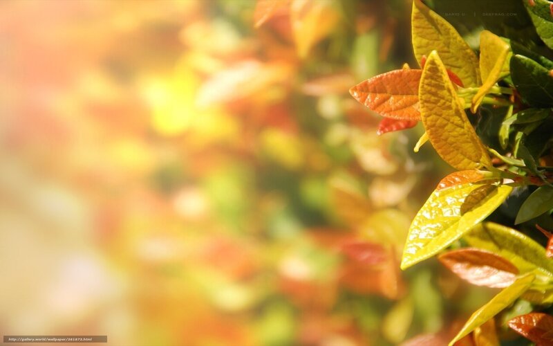 Autumn Leaves in Sunlight — Yellow, Serene, Photograph, Blur