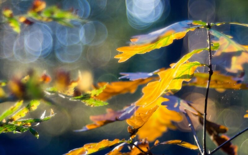 Autumn Leaves in Sunlight — Yellow, Serene, Photograph, Bokeh