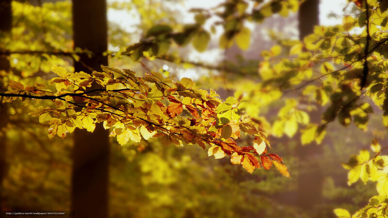 Autumn Leaves in Sunlight — Yellow, Serene, Photograph, Tree Branch