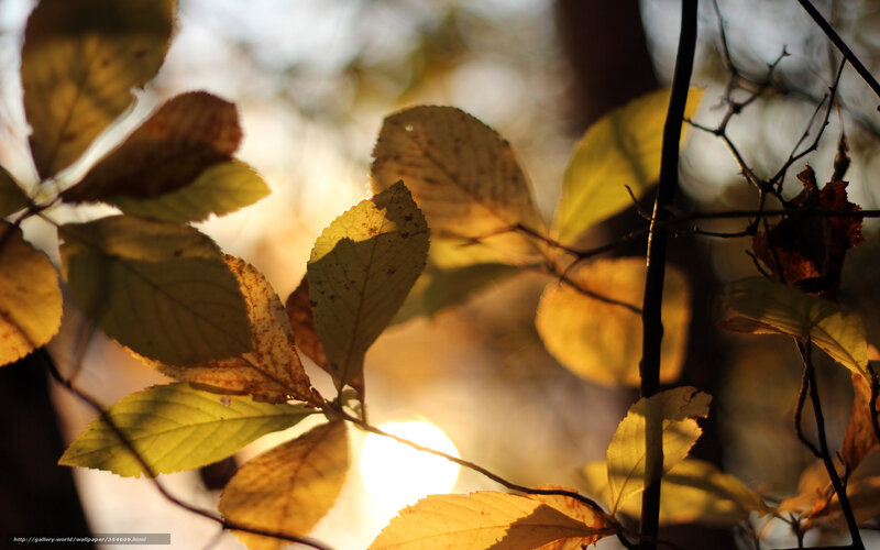 Autumn Leaves in Sunlight — Yellow, Serene, Sunset